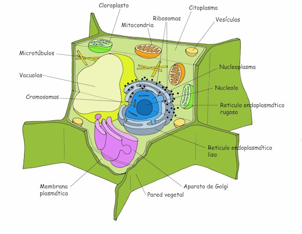 celula vegetal e animal. CÉLULA VEGETAL. CÉLULA ANIMAL